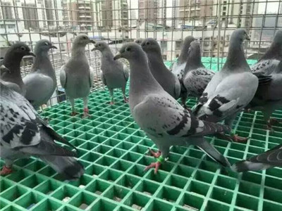 養鴿子鋼格板